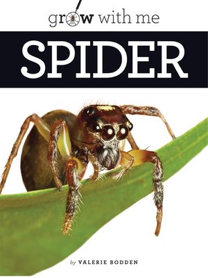 cover image of Spider
